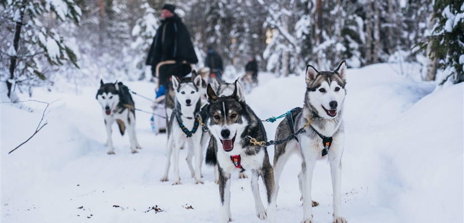 Apukka Husky Adventure